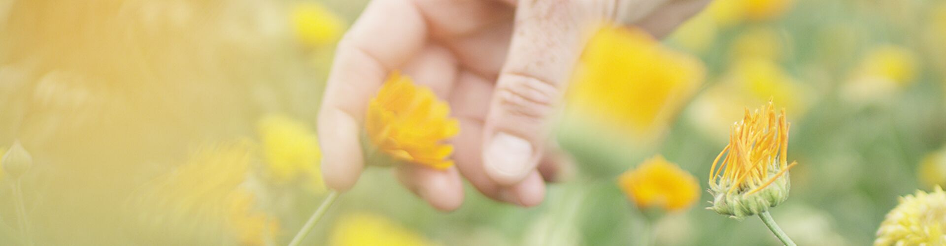 Hand berührt Calendula Blüte