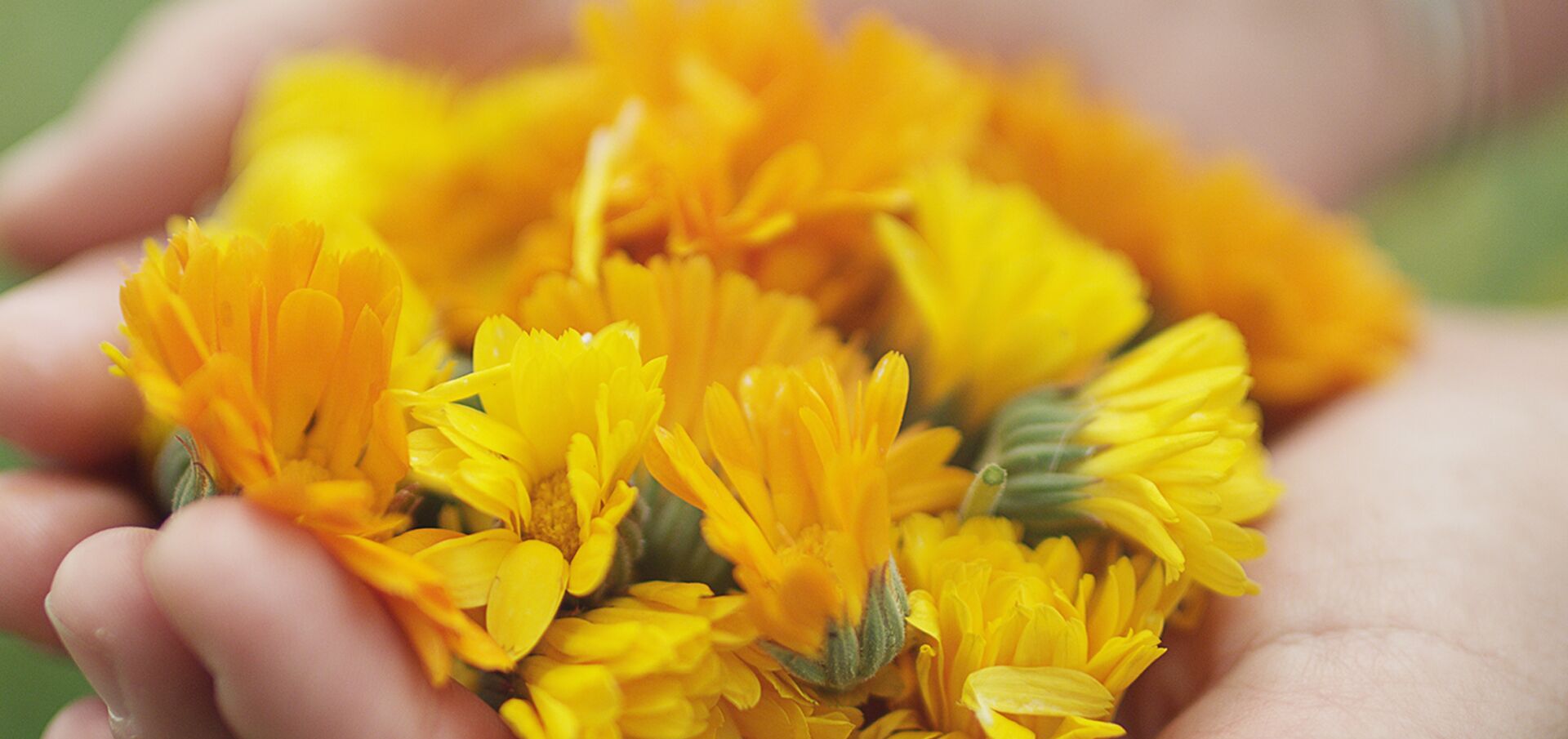 Geerntete Calendula Blumen